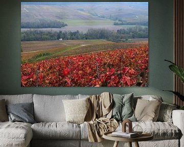 Pinot noir wijngaarden van de Champagnestreek tijdens de herfst - felrood gekleurde bladeren aan de wijnranken. Wijnstreek Champagne in Frankrijk. van Studio LE-gals
