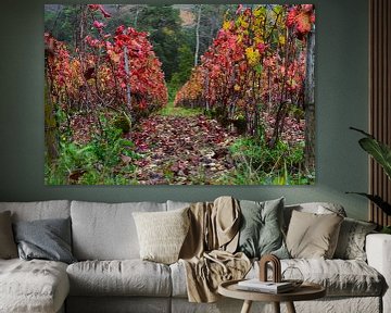 Pinot noir wijngaarden van de Champagnestreek tijdens de herfst - felrood gekleurde bladeren aan de wijnranken. Wijnstreek Champagne in Frankrijk. van Studio LE-gals