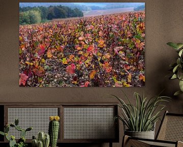 Pinot noir wijngaarden van de Champagnestreek tijdens de herfst - felrood gekleurde bladeren aan de wijnranken. Wijnstreek Champagne in Frankrijk. van Studio LE-gals