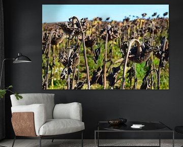 Feld mit toten Sonnenblumen