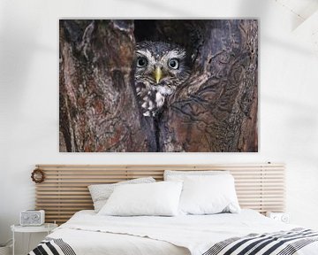 Steenuil (Athene noctua) van Ronald Pol