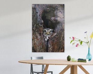 Steenuil (Athene noctua) van Ronald Pol
