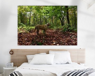 A dog in the forest in autumn by Claude Laprise