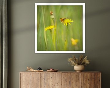 Zawrtsprite tadpole on Branched Lion's-tooth by Albert Wester Terschelling Photography