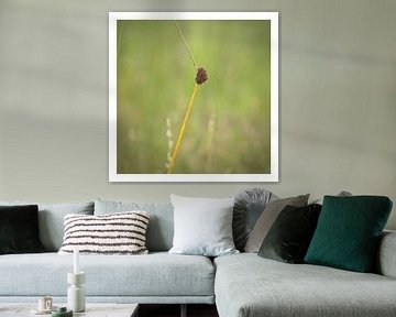 Rush buttons by Albert Wester Terschelling Photography