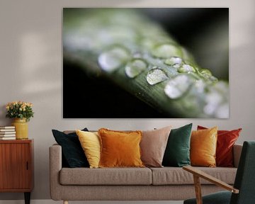 Waterdruppels op een agave blad van Fotografie Jeronimo