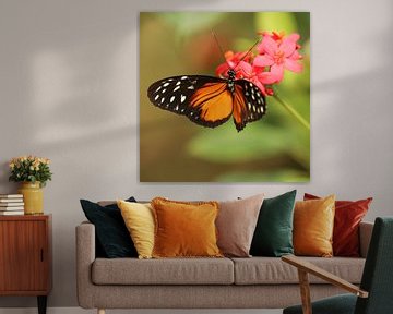 Butterfly hanging from a flower (square) by Fotografie Jeronimo