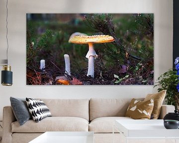 Agaric de la mouche sur Rudi Everaert