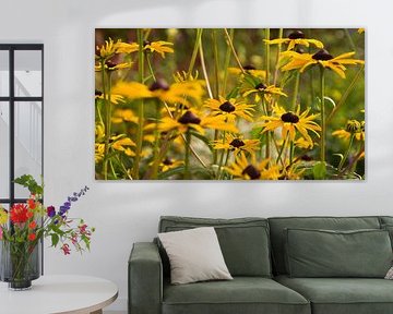 Rudbeckia