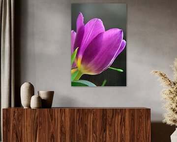 Nahaufnahme einer lila-gelben Tulpe mit Gegenlicht von Trinet Uzun