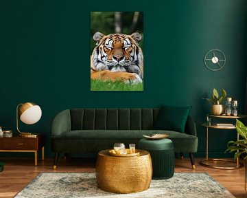 Sleeping tiger in grass by Art & Soul Creations