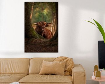 Schotse hooglander liggend tussen de bomen van John van de Gazelle fotografie