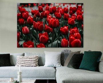 Heldere rode tulpen met groene bladeren van Imperial Art House