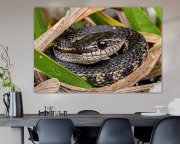 Snake hidden among green leaves by Imperial Art House
