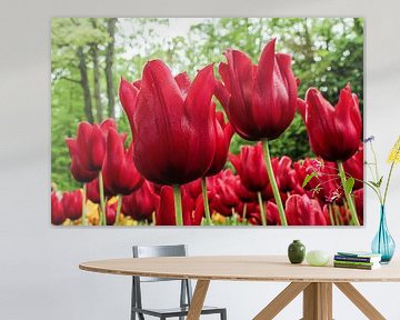 Tulips by .  cathenco