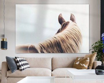 Paard Serene Contemplatie Het Stille Paardenportret