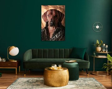 Hund Haute Couture