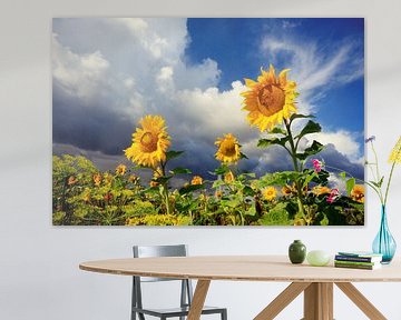 zonnebloemen ( sunflowers)  van Els Fonteine