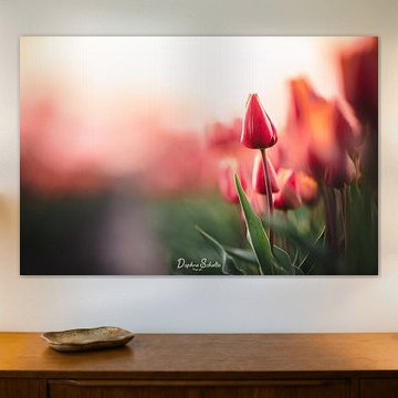 Tulips in Evening Sun - Deep and Mysterious