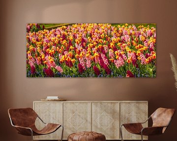 tulpen veld met hyasinten