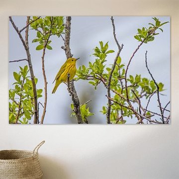 Gelbe Sängerin in Alaska