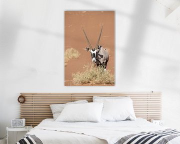 Gemsbok, Oryx