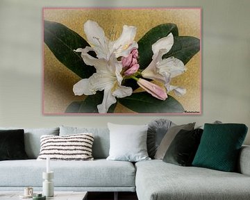rhododendron