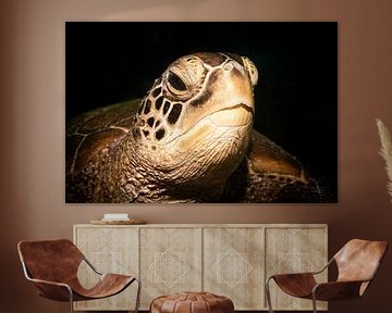 Zeeschildpadden hoofd, Mabul Island, Maleisie van Travel Tips and Stories
