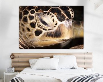 Zeeschildpadden hoofd, Mabul Island, Maleisie van Travel Tips and Stories