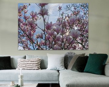 magnolia