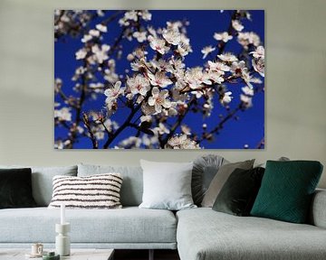 Plum blossom by Corinne Welp