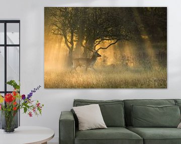 Damhert in mist met zonnestralen van Andius Teijgeler