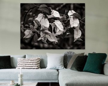Bougainvillea BW