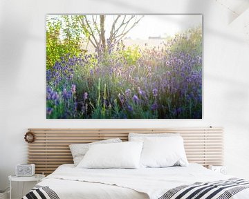 Blossoming purple lavender in the summer sun by Fotografiecor .nl