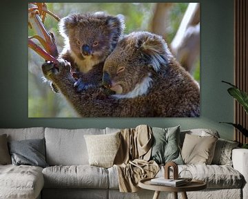 Koala met kleintje in de boom. van Arne Hendriks