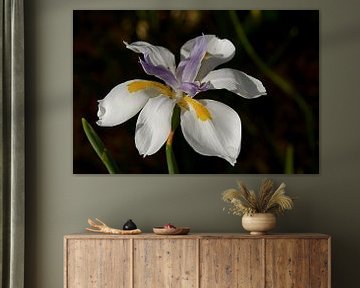 Iris bloem van Arne Hendriks