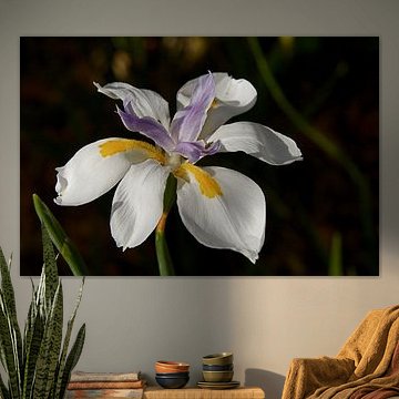 Iris flower