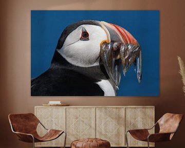 Puffin by Desiree Tibosch