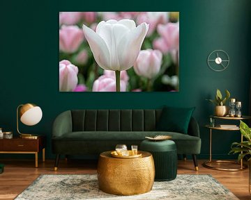 Witte tulp omringd door zachte kleuren van Imperial Art House