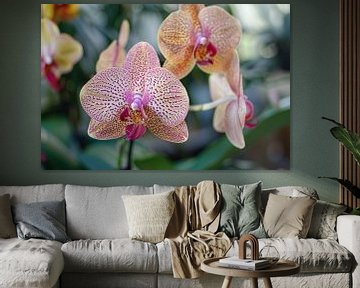 Close-up van bloeiende orchidee met bladeren van Imperial Art House