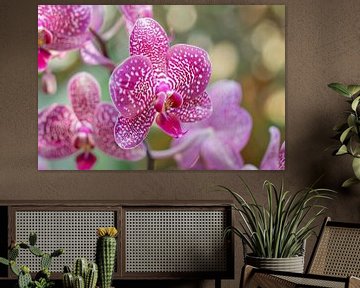 Close-up van een bloeiende roze orchidee van Imperial Art House