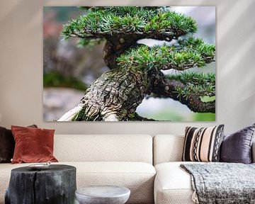 Detailed close-up of a bonsai tree