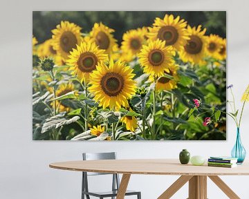 Veld met stralende zonnebloemen in de zon van Imperial Art House