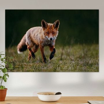 Mystical Fox in Green Grass