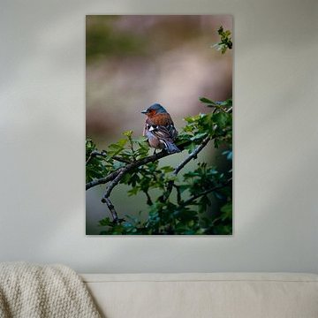 Vogel auf Zweig in der Natur - Frieden und Farbe