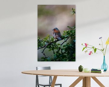 Vogel op Tak in de Natuur - Rust en Kleur van Dave Adriaanse