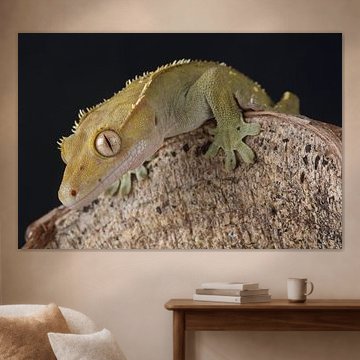 Gecko à cils (Correlophus ciliatus) sur Ronald Pol