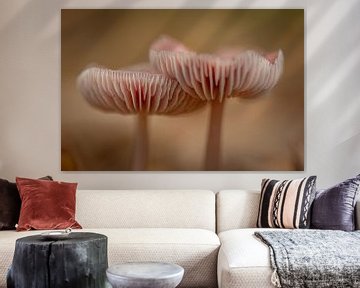 De fluistering van de roze gekleurde paddenstoel... van Natascha Worseling