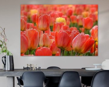 Tulpen