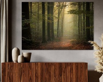 Beautiful light in the forest by Eefje John